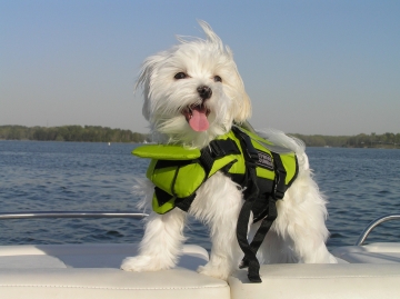 dougie_2008_in_his_outwardhound_dog_life_jacket